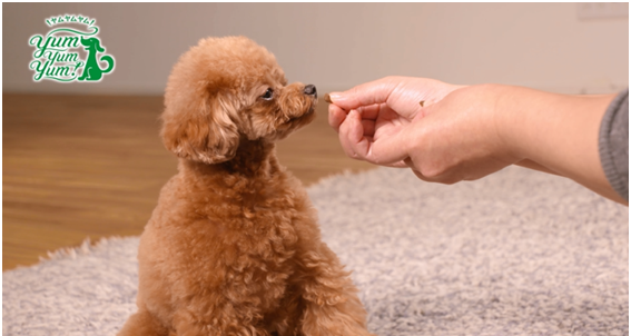 『yumyumyum!』愛犬の「Yum!(おいしい！)」を集めた動画公開！