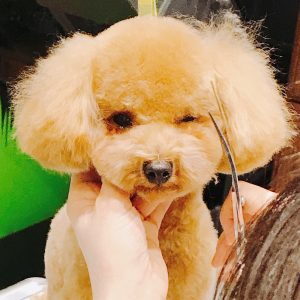 【募集中！】モデル犬登録制度